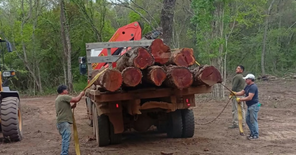 Están arrasando los bosques jujeños: secuestraron madera de cinco especies nativas