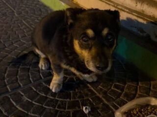 ¿Lo reconocés? Vieron a un perrito desorientado en el centro de Salta y piden ayuda