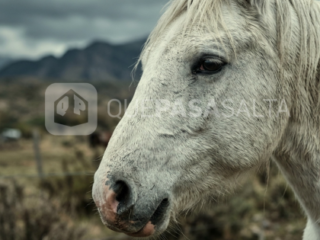 Lo dejaron solo: denuncian que un caballo agoniza herido en Vaqueros y piden ayuda