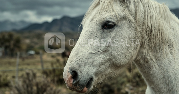 Lo dejaron solo: denuncian que un caballo agoniza herido en Vaqueros y piden ayuda