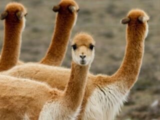 Alarma en Jujuy por la matanza de 350 vicuñas: sospechan de una red ilegal