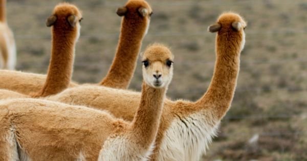 Alarma en Jujuy por la matanza de 350 vicuñas: sospechan de una red ilegal