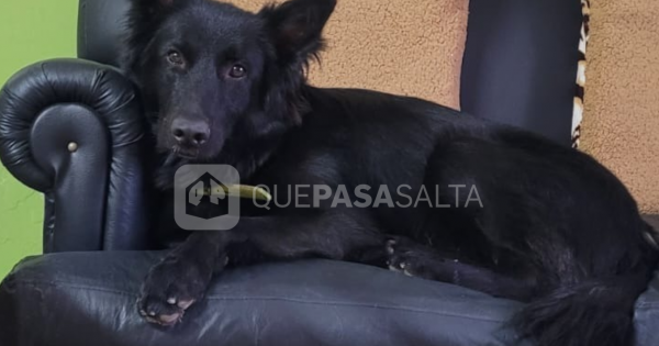 Mora ya lleva 10 días perdida en Salta: el pedido desesperado de una familia salteña