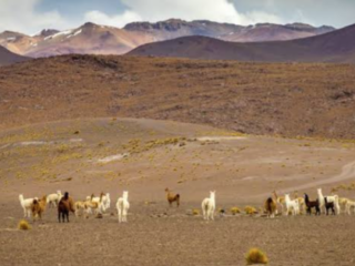 La sequía no da tregua en Abra Pampa y los ganaderos ya no tienen para alimentar a sus animales
