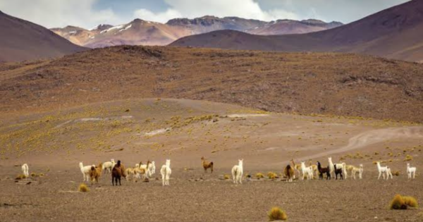 La sequía no da tregua en Abra Pampa y los ganaderos ya no tienen para alimentar a sus animales