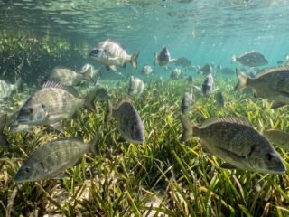 Las praderas marinas de Australia se recuperaron tras ciclones e inundaciones, pero cambiaron sus comunidades de peces