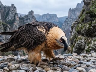 La carrera para evitar la desaparición del quebrantahuesos en el sur de África