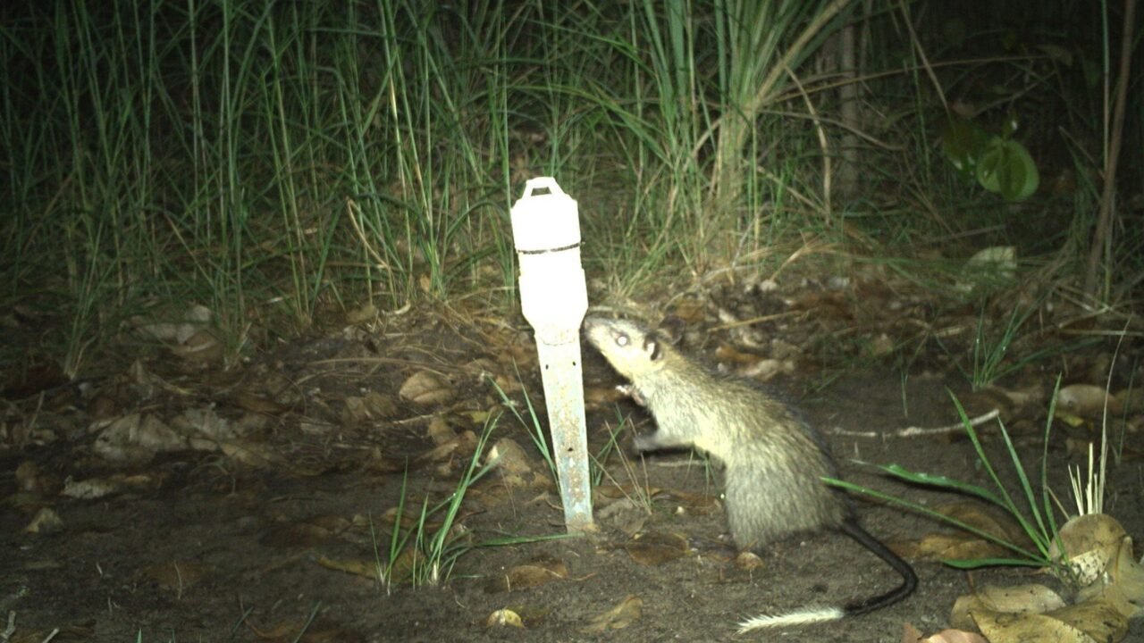 La inteligencia artificial se incorpora al monitoreo de fauna en un área indígena del norte de Australia