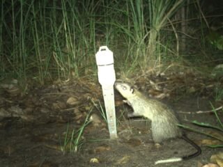 La inteligencia artificial se incorpora al monitoreo de fauna en un área indígena del norte de Australia