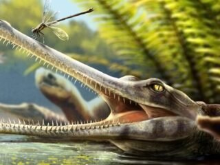 Identifican un fósil de cocodrilo prehistórico que podría cambiar lo conocido sobre la alimentación de estos reptiles