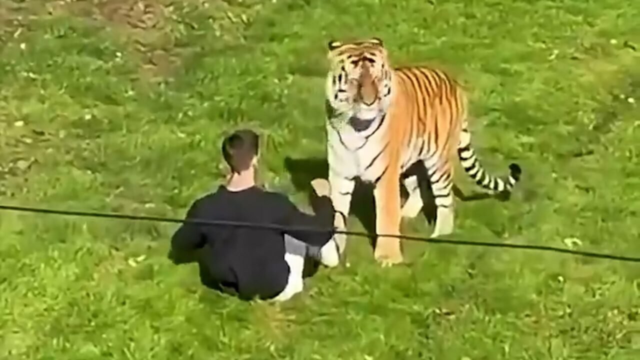 Un zoológico británico decidió no sacrificar al tigre que mató a un visitante
