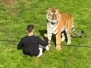 Un zoológico británico decidió no sacrificar al tigre que mató a un visitante