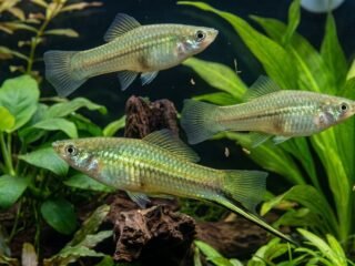 En un experimento con pantallas digitales, peces diseñaron a su pareja ideal durante 9 generaciones
