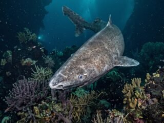 Tienen a los más antiguos del mundo, pero planeaban sacrificar mil ejemplares: la polémica por los tiburones de Groenlandia