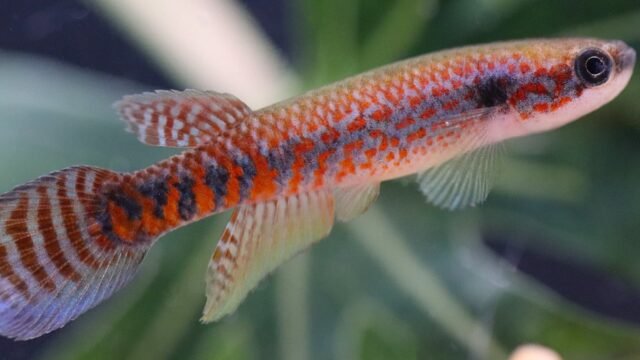 Descubrieron un pez naranja en la Amazonia brasileña y ya alertan que podría estar en peligro de extinción