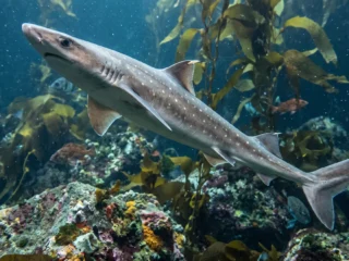 Detectaron en tiburones espinosos una hormona que se creía ausente en estos animales