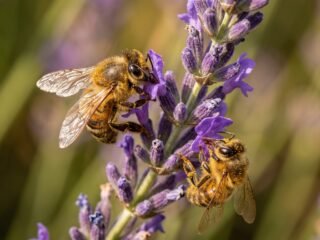 Reemplazar a la abeja reina puede significar el fin de una colonia, según una revisión científica