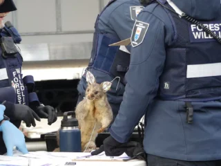 Un anticuario fue multado por almacenar más de 700 animales congelados y disecados
