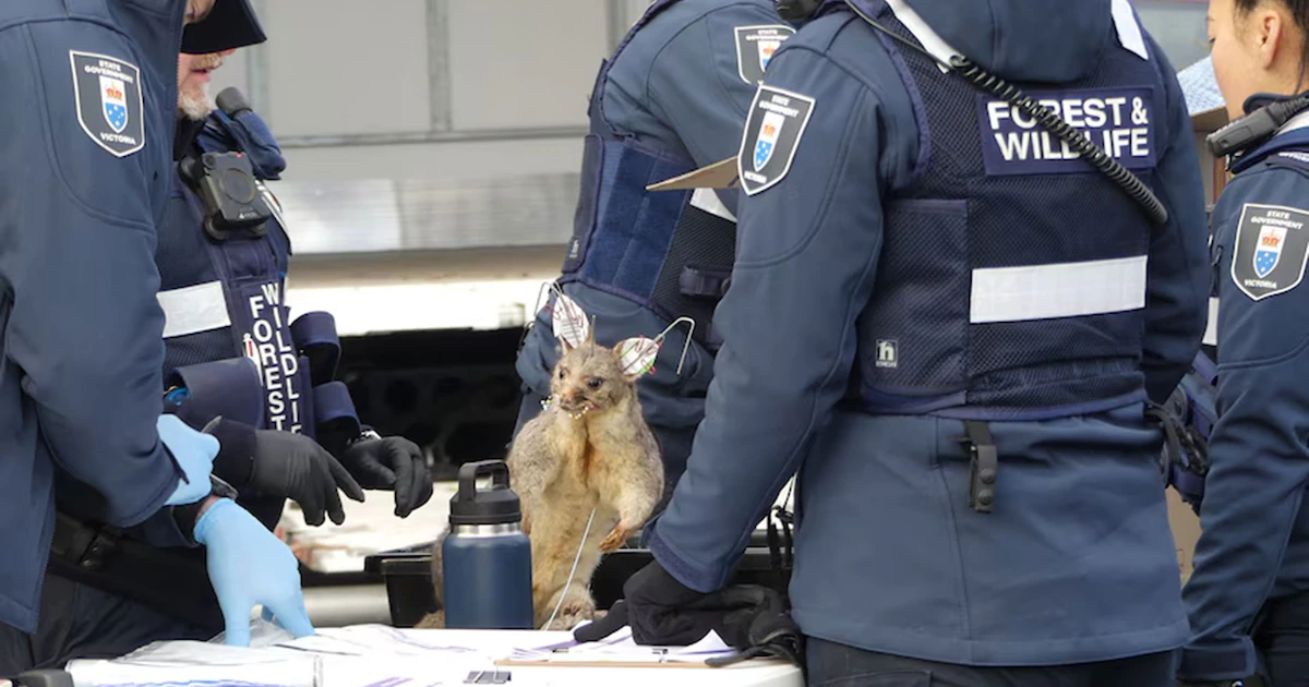 Un anticuario fue multado por almacenar más de 700 animales congelados y disecados