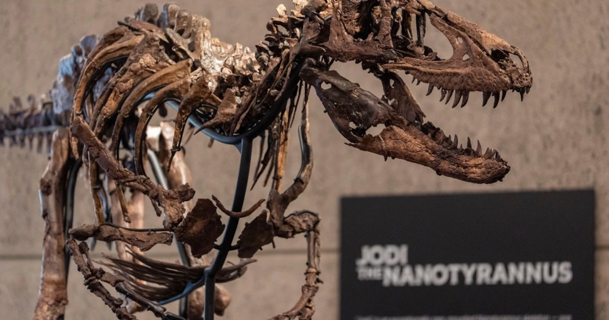 Creían que era un Tiranosaurio Rex de USD 20 millones, pero un descubrimiento cambió todo y hundió su valor