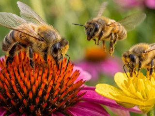 Por qué el olor de las flores ya no llega igual a los polinizadores