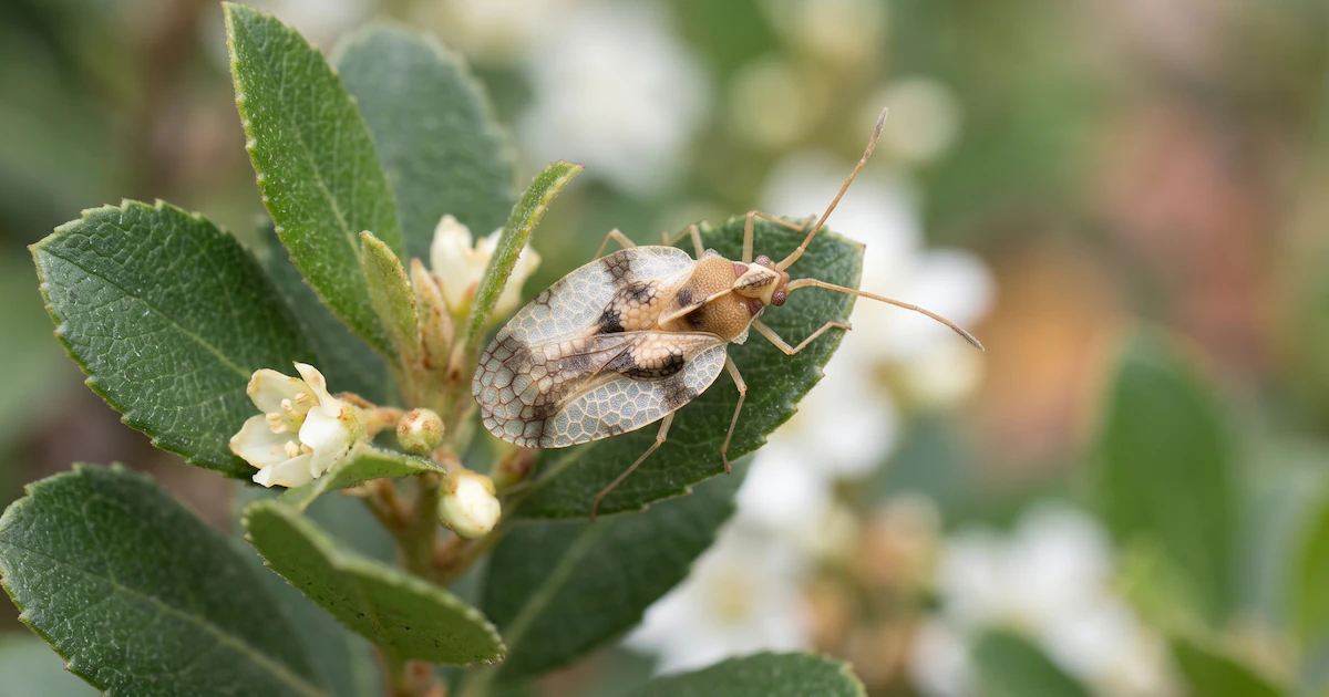 Tras años de confusión, un análisis de ADN permitió identificar una nueva especie de chinche de encaje en Japón