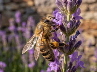 Por qué las abejas melíferas se volvieron un problema para los polinizadores silvestres en Reino Unido