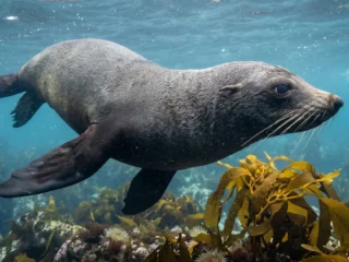 Focas y leones marinos revelan cómo perciben el ruido humano