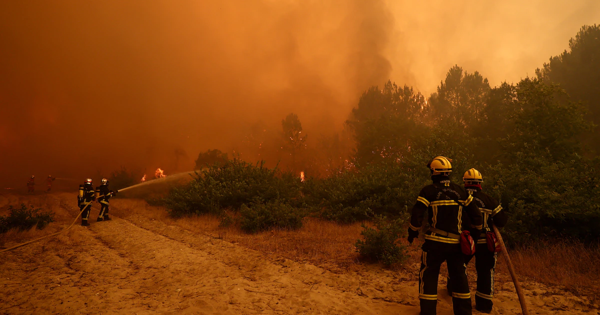 Los incendios en Francia dejaron a la fauna silvestre ante un “desierto de cenizas”, afirma un experto