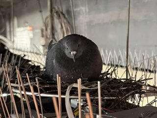 Por qué la prohibición de alimentar palomas en las ciudades genera un riesgo que preocupa a los expertos