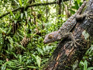 El secreto que guarda la piel del gecko y podría revelar nuevas formas de conservar agua en climas extremos