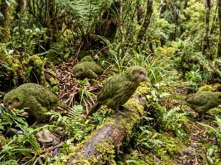 El kākāpō, el loro que muestra cómo la conservación puede revertir una extinción anunciada
