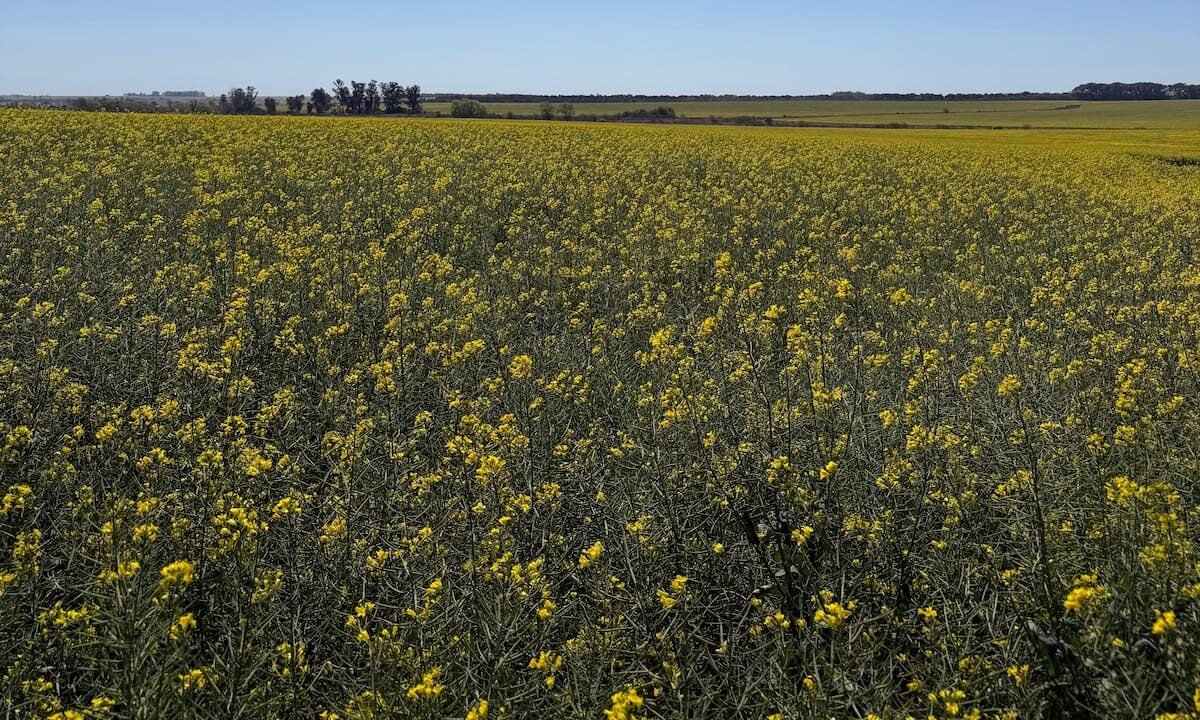 Hay 40.000 hectáreas: el “cultivo estratégico” conectado con el mundo que promete un boom como combustible