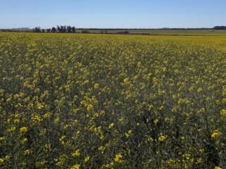 Hay 40.000 hectáreas: el “cultivo estratégico” conectado con el mundo que promete un boom como combustible