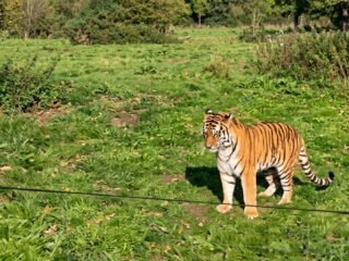 Qué pasará con el tigre que mató a un famoso actor en un zoológico