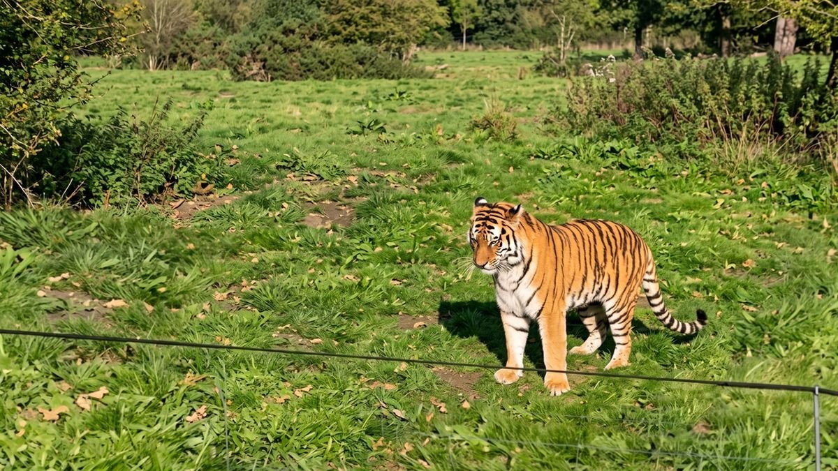Qué pasará con el tigre que mató a un famoso actor en un zoológico