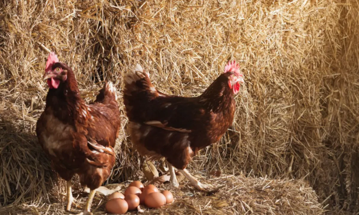Le preguntaron a la inteligencia artificial qué fue primero, si el huevo o la gallina, y su respuesta fue contundente