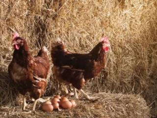 Le preguntaron a la inteligencia artificial qué fue primero, si el huevo o la gallina, y su respuesta fue contundente