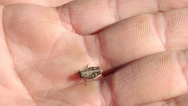 El CAP acompaña a productores de Piedra Buena ante la presencia de tucura