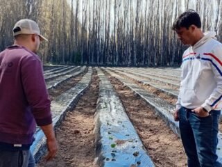 Los Antiguos: el CAP acompaña el desarrollo de la producción de frutillas