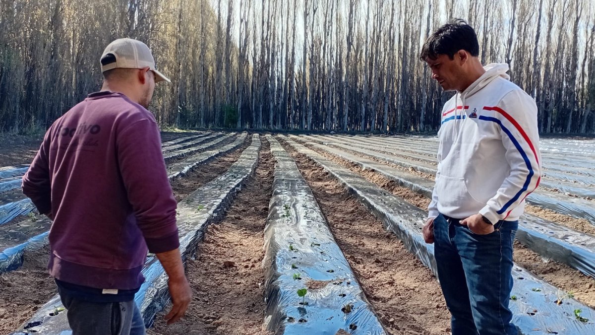 Los Antiguos: el CAP acompaña el desarrollo de la producción de frutillas