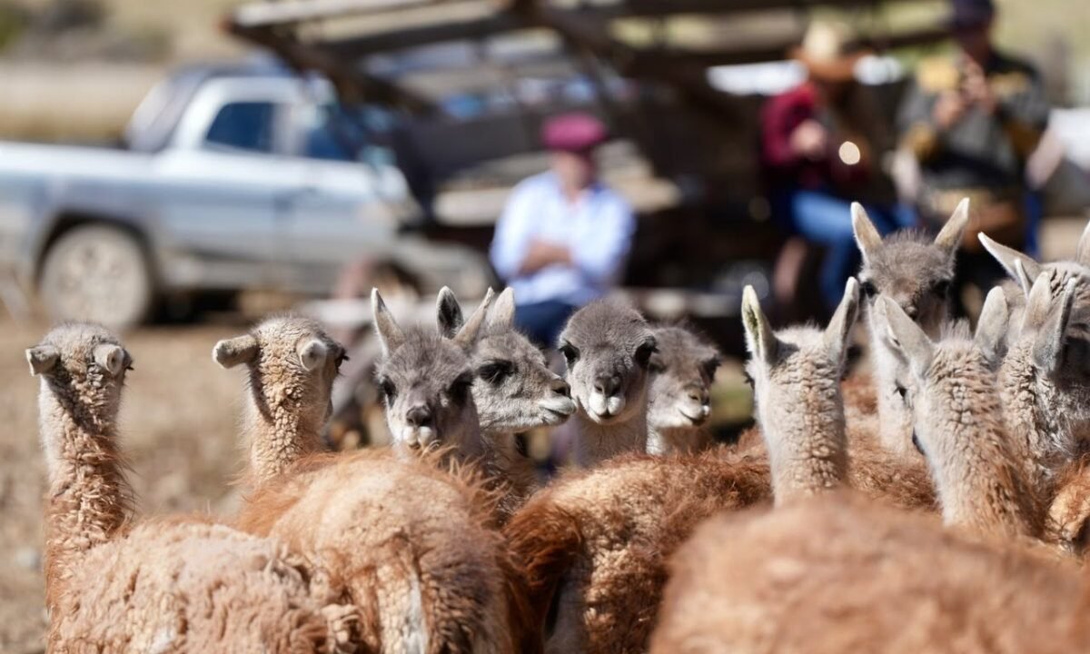 El guanaco abre nuevas oportunidades para la producción santacruceña