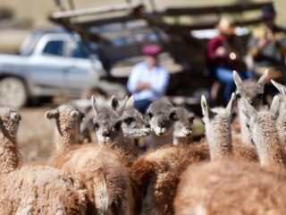 El guanaco abre nuevas oportunidades para la producción santacruceña