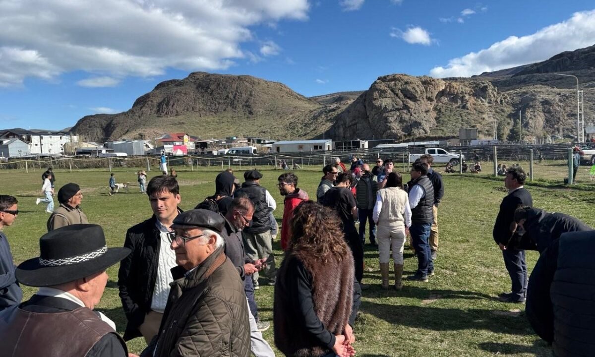 El CAP acompañó una jornada de amanse y esquila de guanacos en Estancia La Angostura